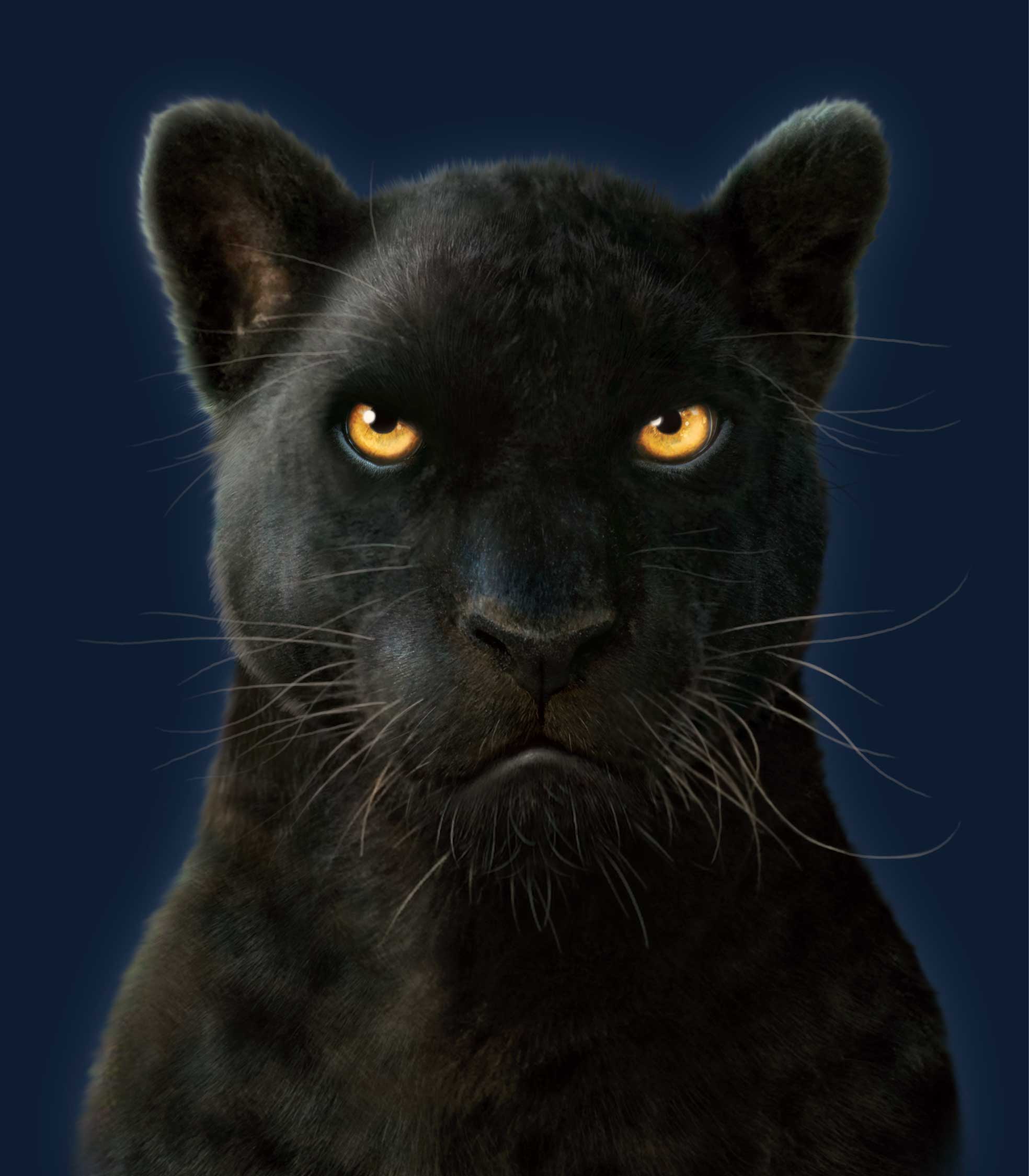 BLACK PANTHER by VINCENT HIE, digitally printed on DENIM products: throw pillows, aprons, table place mats, and hand-made Unisex Denim Jackets in 3 color choices