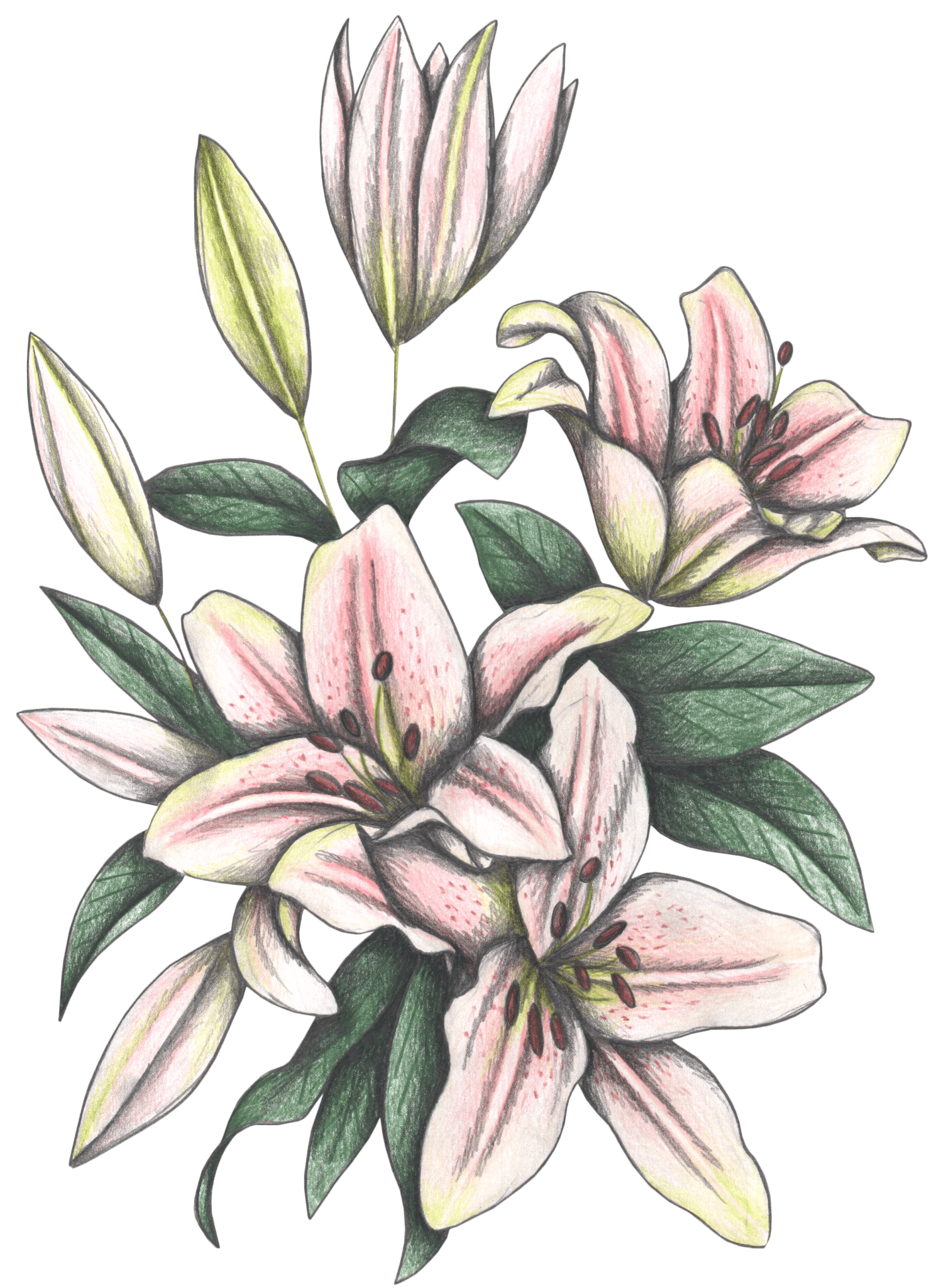 illustration of a delicate floral cluster featuring trumpet-shaped pink lilies in soft gradient shading, surrounded by rich green leaves & pale buds. the petals curl slightly outward, revealing pencil-lined textures & a hint of speckled blush near the center. the tones are fresh, springlike & graceful. this artwork is titled “Pink Lilies” and created by Cecilia Battaini, printed on denim products by DenimINK.