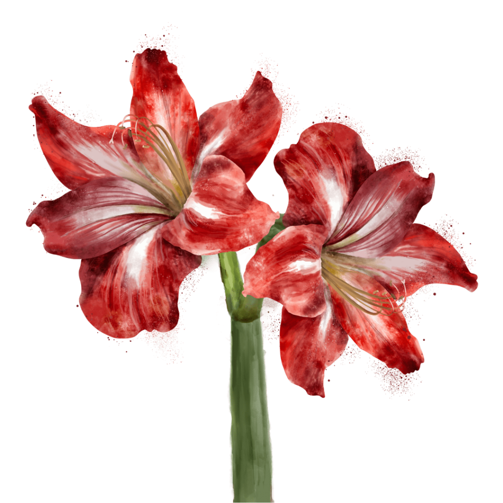 illustration of Two large red lily flowers with broad open petals painted in layered crimson, scarlet, and soft white streaks radiating from the center. Pale yellow stamens curve outward from each bloom, with fine filaments and anthers visible. The flowers share a single thick green stem rising vertically, rendered with soft shading and painterly texture. Red speckled pigment appears around the petals against a black background. This artwork is titled “2 Red Lily” and created by RaMir Designs