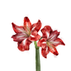 2 RED LILY by RAMIR DESIGNS, digitally printed on a hand-made Unisex Denim Jacket