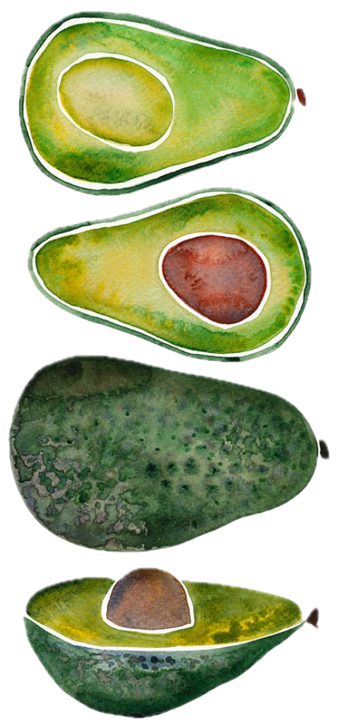 illustration of four avocado forms stacked vertically in watercolor on a white background. from top to bottom: a halved avocado with pale green flesh and no pit, a second half with a brown seed, a whole dark green avocado with textured skin, and a final halved piece with seed visible and yellow-green flesh. each form is outlined in white, creating slight separation from the paper background. signed “CatCoq” at lower right. (Cat Coquillette)