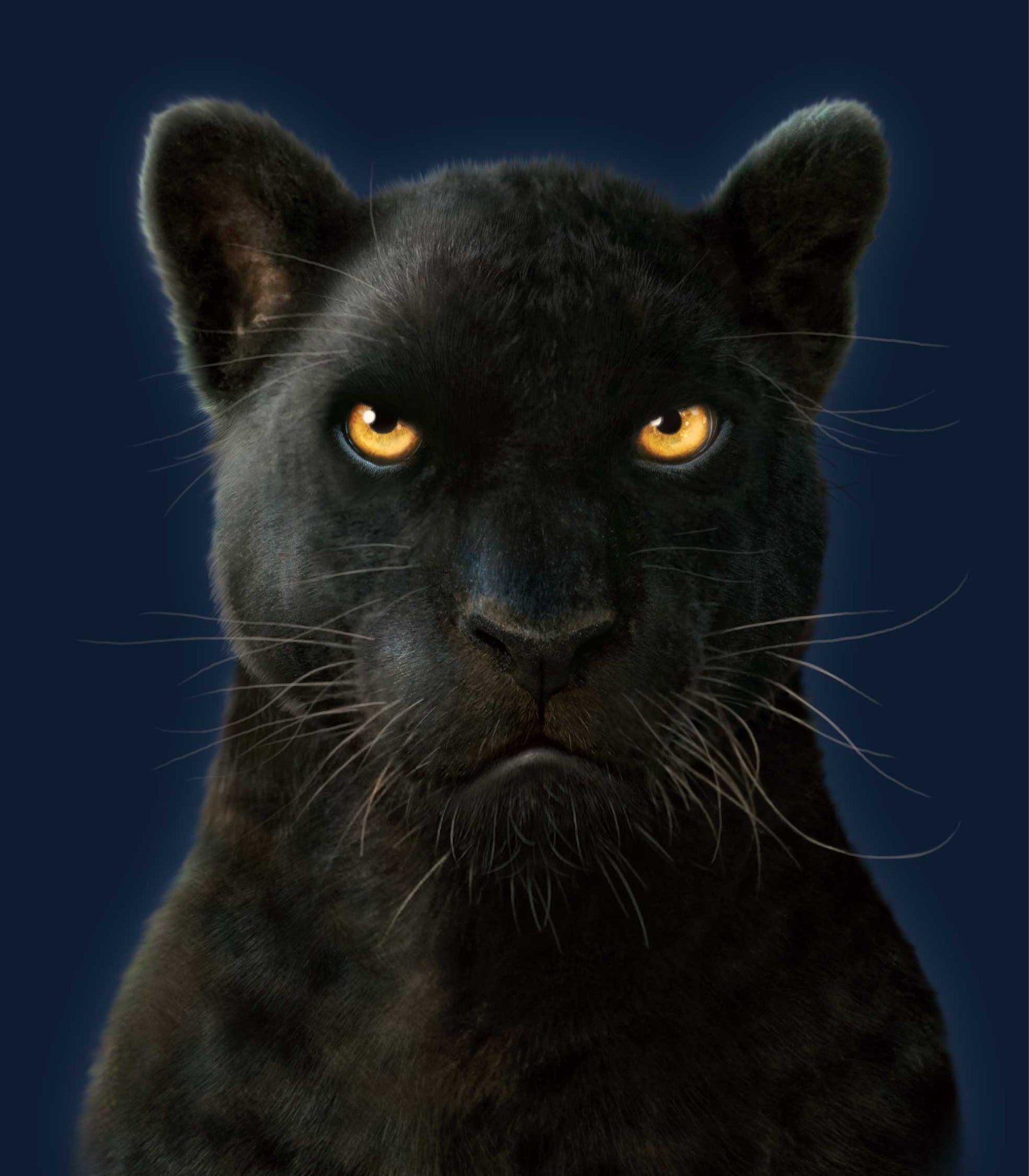 BLACK PANTHER by VINCENT HIE, digitally printed on DENIM products: throw pillows, aprons, table place mats, and hand-made Unisex Denim Jackets in 3 color choices