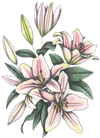 PINK LILIES by CECILIA BATTAINI, printed on a hand-made Unisex Denim Jacket