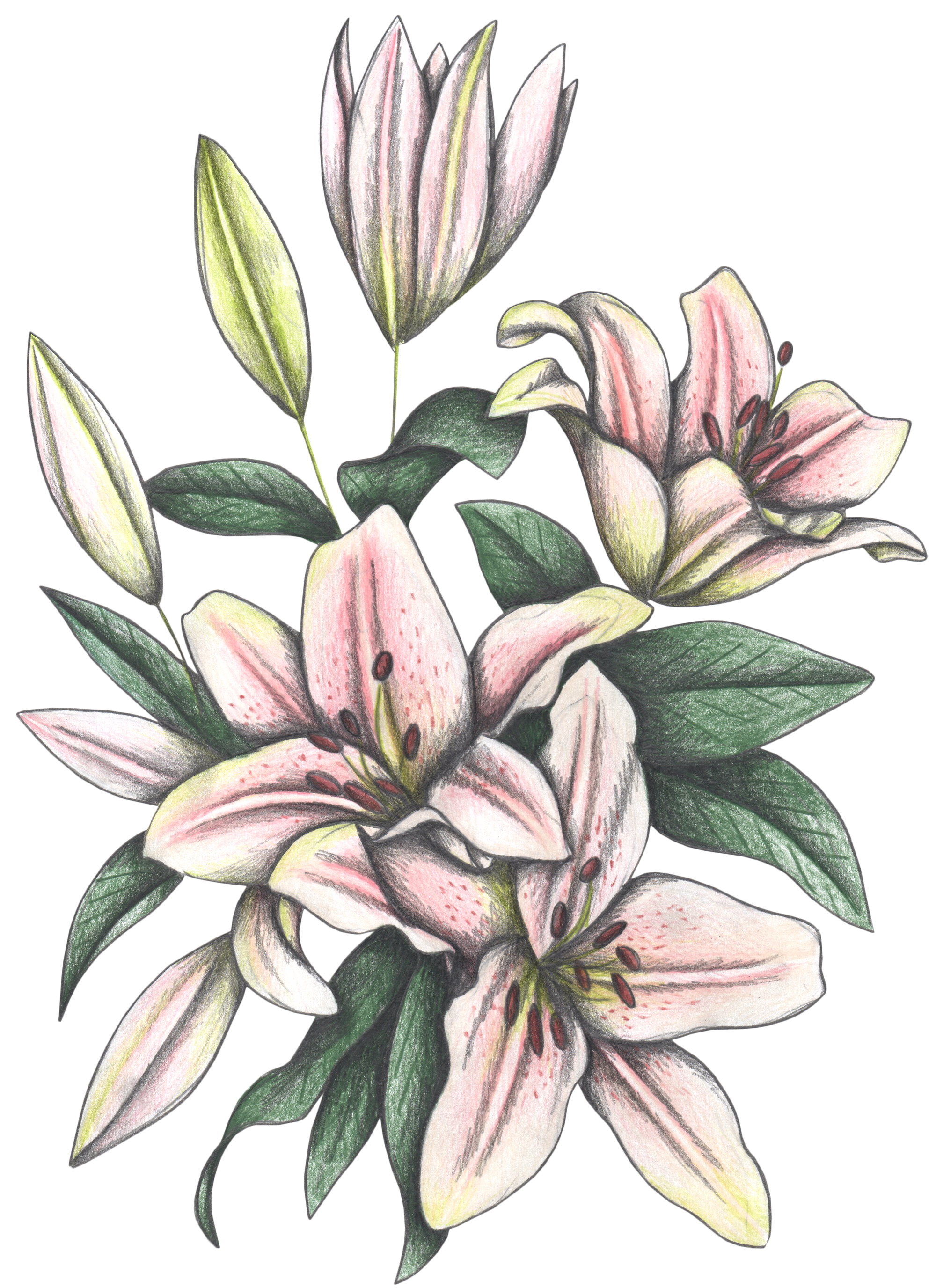 PINK LILIES by CECILIA BATTAINI, digitally printed on DENIM products: throw pillows, aprons, table place mats, and hand-made Unisex Denim Jackets in 3 color choices