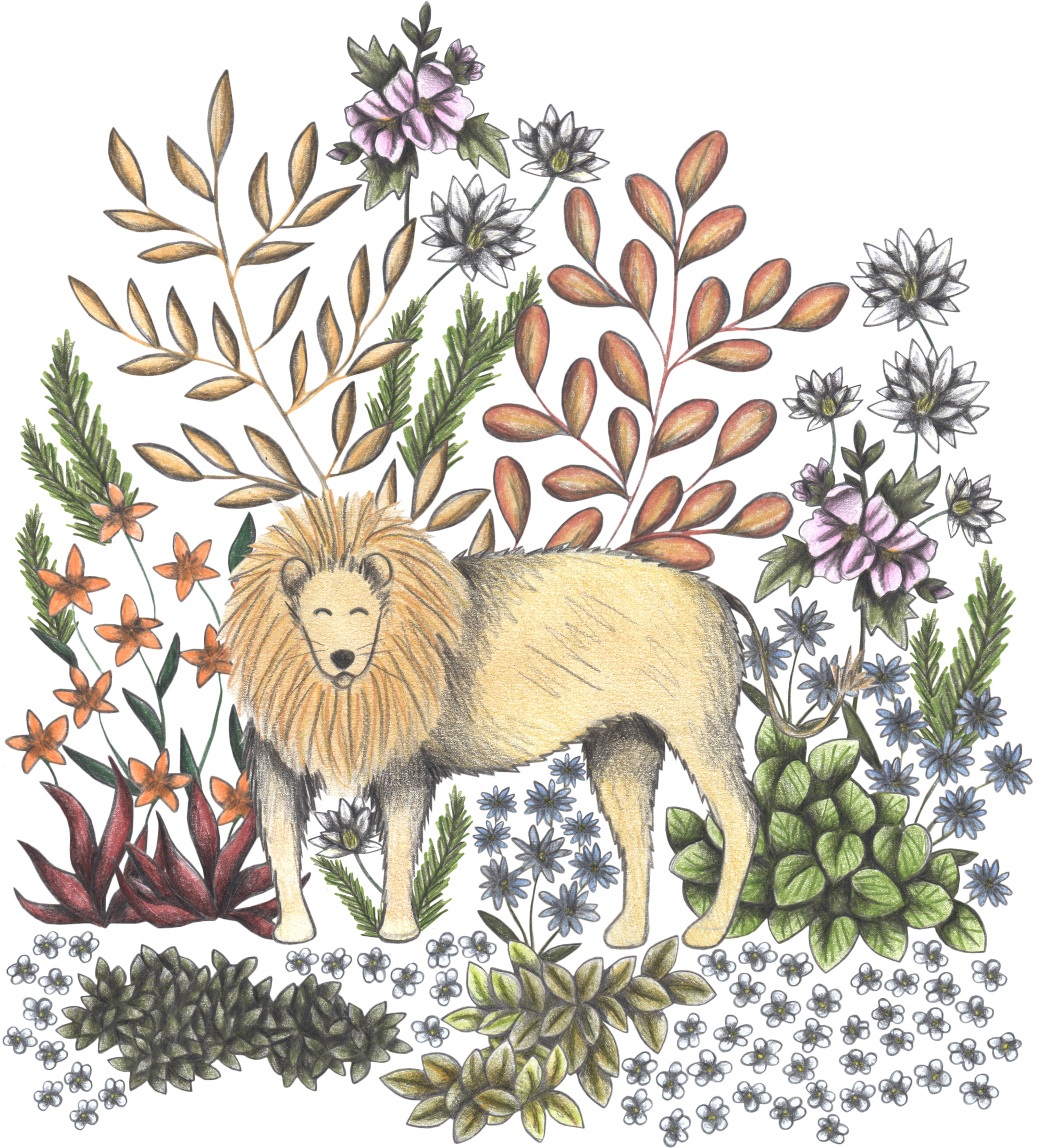 SAFARI LION by CECILIA BATTAINI, digitally printed on DENIM products: throw pillows, aprons, table place mats, and hand-made Unisex Denim Jackets in 3 color choices
