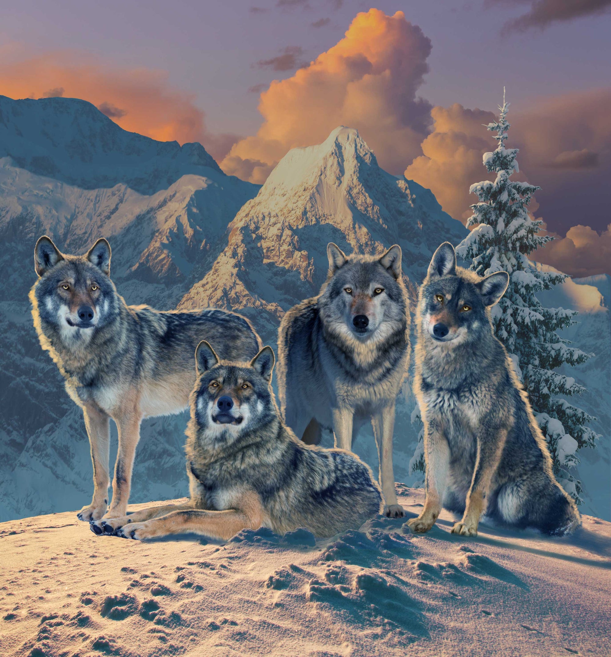 WOLF PACK by VINCENT HIE, digitally printed on DENIM products: throw pillows, aprons, table place mats, and hand-made Unisex Denim Jackets in 3 color choices