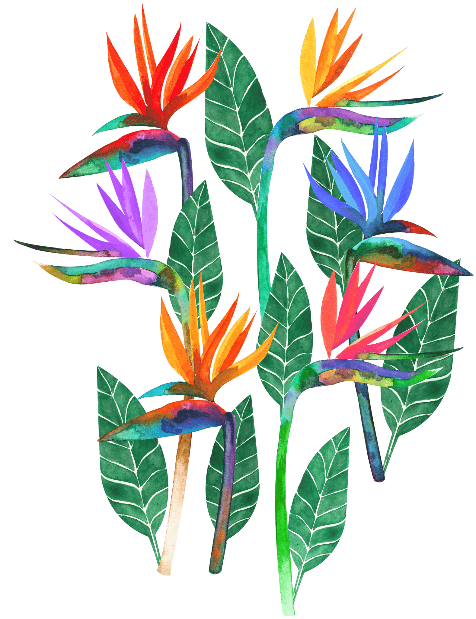 BIRD OF PARADISE1 by HEND SHEHATA, printed on denim jackets and other denim products: tote bags, throw pillows, table place mats, aprons