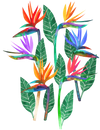 BIRD OF PARADISE1 by HEND SHEHATA, printed on a hand-made Unisex Denim Jacket