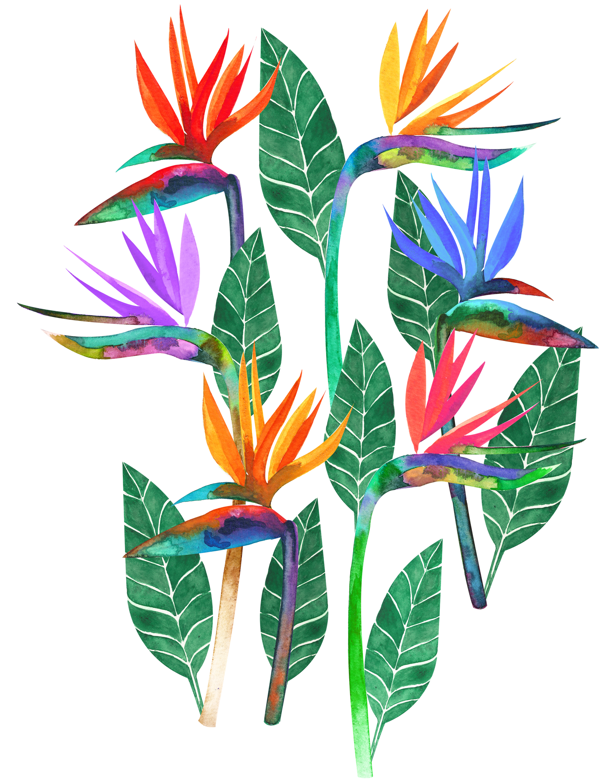 BIRD OF PARADISE1 by HEND SHEHATA, digitally printed on DENIM products: throw pillows, aprons, table place mats, and hand-made Unisex Denim Jackets in 3 color choices