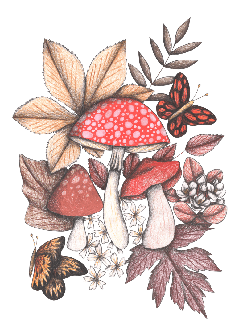 illustration of a woodland grouping of red-capped mushrooms surrounded by soft autumn leaves, white blossoms, & two butterflies in mid-flight. the speckled mushroom caps glow with warm red tones, shaded in pencil with creamy stems and dusky ochre detailing. the muted palette of rust, ivory, sienna & peach evokes a storybook woodland scene. this artwork is titled “Mushroom Magic 1” and created by Cecilia Battaini, printed on denim products by DenimINK.