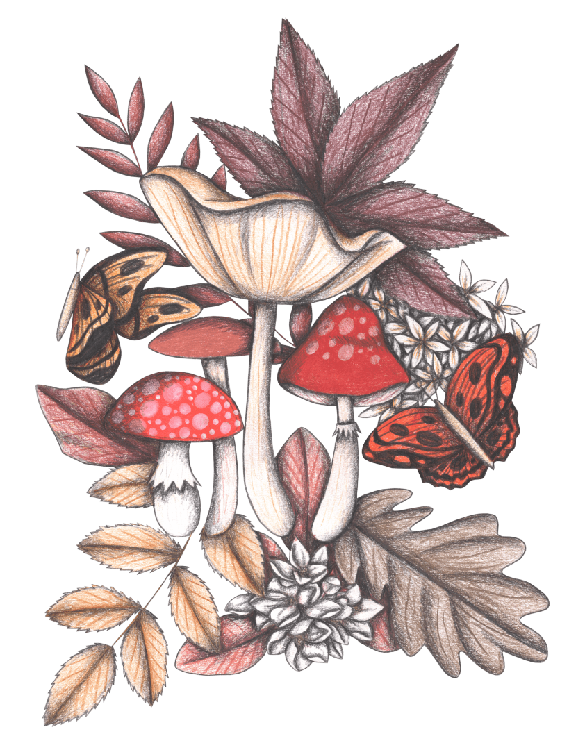 illustration of a hand-drawn woodland arrangement featuring a tall cream-colored mushroom rising above three red-capped toadstools with white speckles. surrounding them are pale ochre & soft rose leaves, white wildflowers, & two fluttering butterflies—one golden brown, one deep rust. the piece is shaded in pencil with warm, earthy tones evoking early autumn. this artwork is titled “Mushroom Magic 3” and created by Cecilia Battaini, printed on denim products by DenimINK.