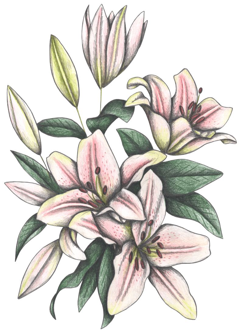 illustration of a delicate floral cluster featuring trumpet-shaped pink lilies in soft gradient shading, surrounded by rich green leaves & pale buds. the petals curl slightly outward, revealing pencil-lined textures & a hint of speckled blush near the center. the tones are fresh, springlike & graceful. this artwork is titled “Pink Lilies” and created by Cecilia Battaini, printed on denim products by DenimINK.