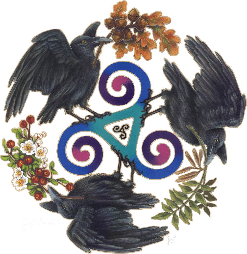 illustration of three black ravens arranged in a circular formation around a central Celtic triskelion symbol rendered in blue, teal, and violet spirals. each raven is shown in a different orientation with wings spread or folded, gripping branches adorned with oak leaves, acorns, berries, or white blossoms. additional green foliage frames the composition. the white background highlights the contrast between the dark ravens, vibrant triskelion, and botanical details. this artwork is titled “Raven Fey Celtic”