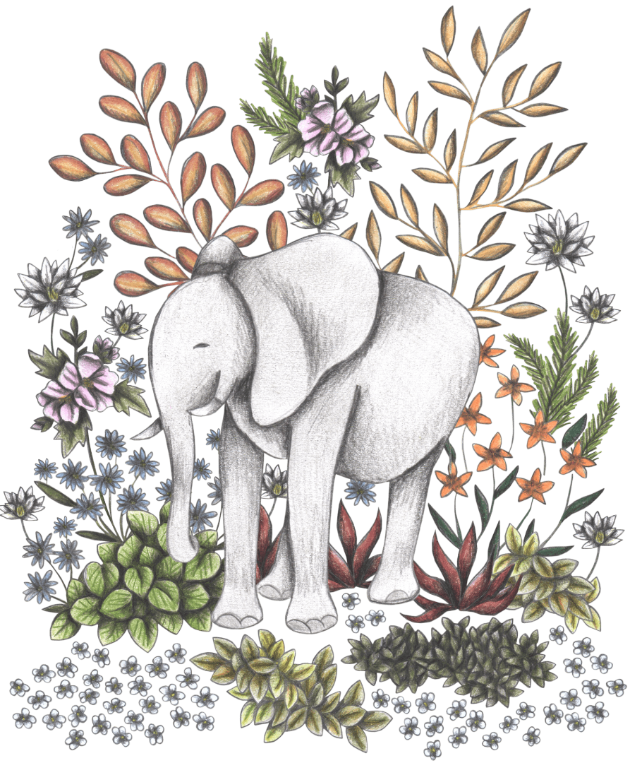 illustration of a softly shaded white elephant standing amid a lush safari garden of flowering plants, grasses, & leaves in muted natural tones. The elephant is centered in a whimsical array of tall dried stalks, white star-shaped blossoms, burnt orange flowers, lavender buds, & layered succulents. Pencil-like texturing & a gentle palette of grays, greens, blush pinks, & warm browns create a dreamy, storybook atmosphere. this artwork is titled “Safari Elephant” and created by Cecilia Battaini 