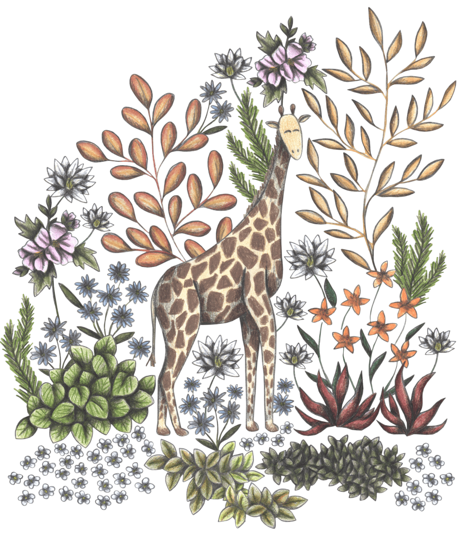 illustration of a gentle giraffe standing amid wild succulents, spiky sagebrush, & dry desert blooms. the animal's elongated form contrasts with dense ferns, pale daisies, & rust-toned leaf sprays reaching skyward. intricate pencil textures & soft neutrals—cream, clay, olive, & smoky lavender—evoke a hand-drawn safari in soft focus. this artwork is titled “Safari Giraffe” and created by Cecilia Battaini, printed on denim products by DenimINK.